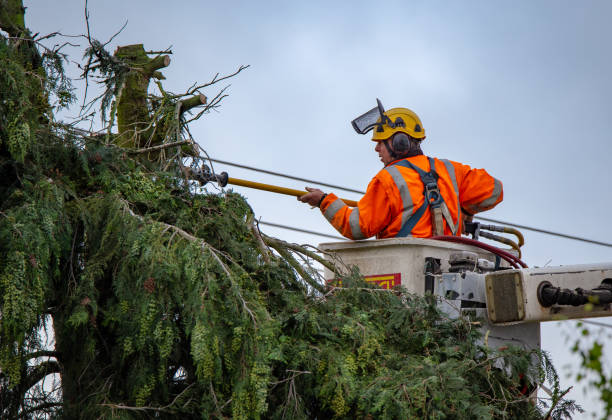 How Our Tree Care Process Works  in  Gaston, SC
