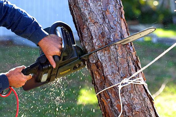 Trusted Gaston, SC Tree Care Experts