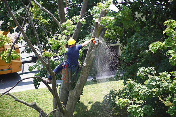 Best Utility Line Clearance  in Gaston, SC